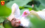 Dịu dàng mùa sen Hà Nội